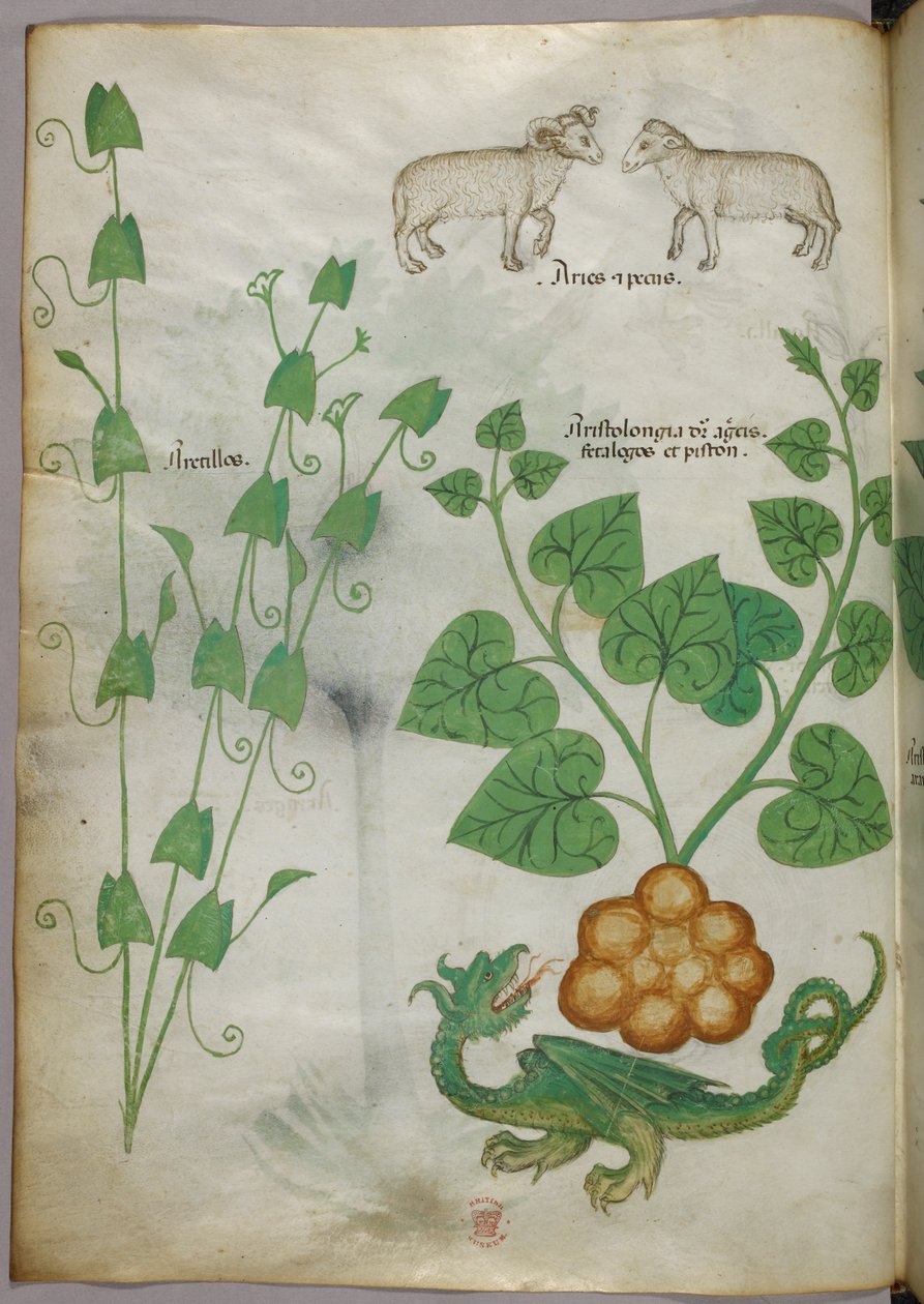 Botanische Illustration von Pflanzen, einem Drachen und Schafen, um 1440 von Italian School