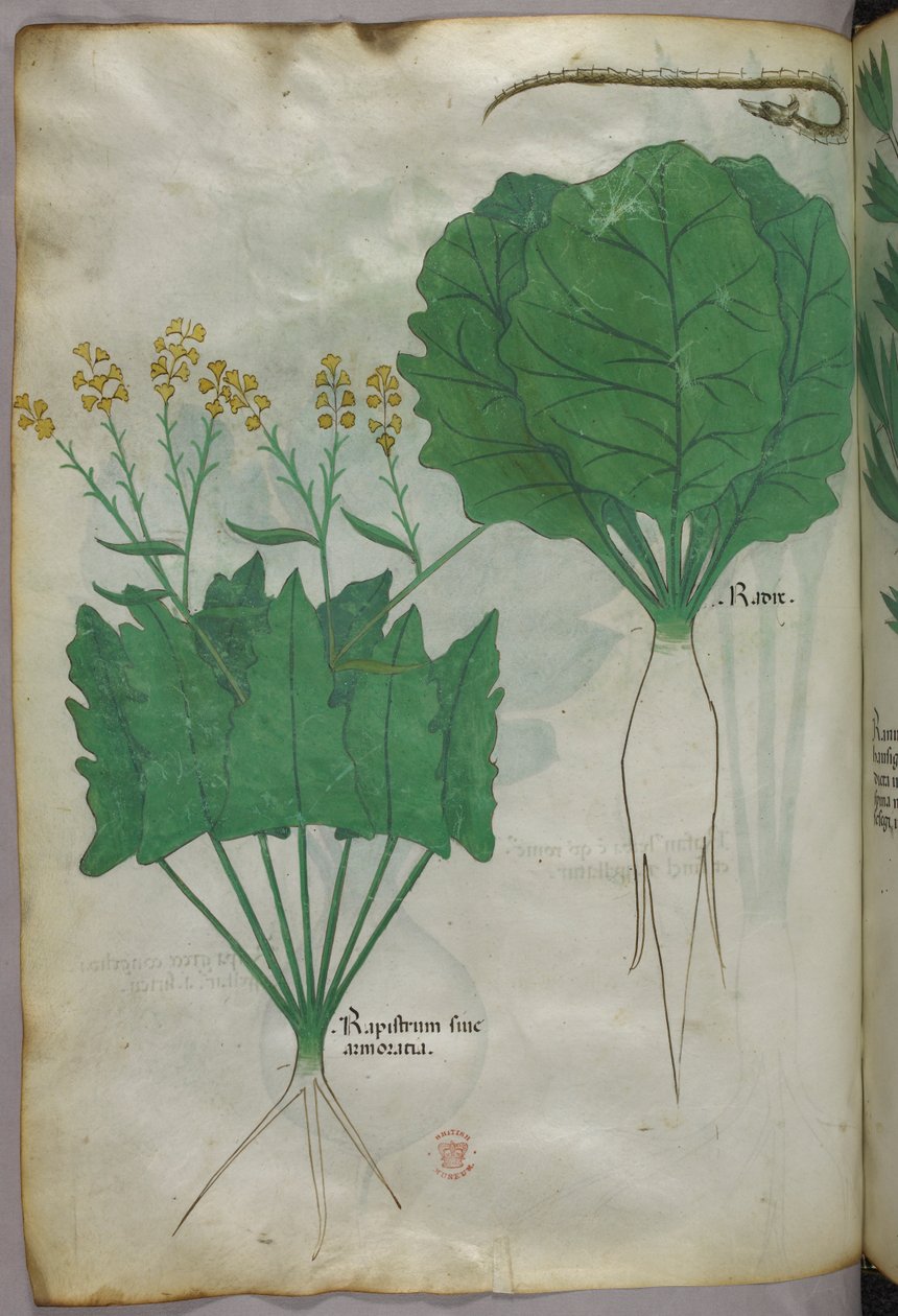 Botanische Illustration von Pflanzen und einer Schlange, um 1440 von Italian School