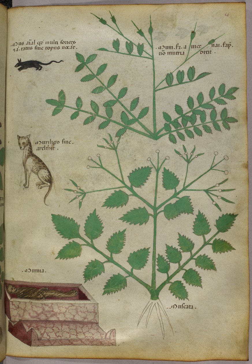 Botanische Illustration von Pflanzen mit einem Leoparden, einer Maus und einer Leiche, ca. 1440 von Italian School