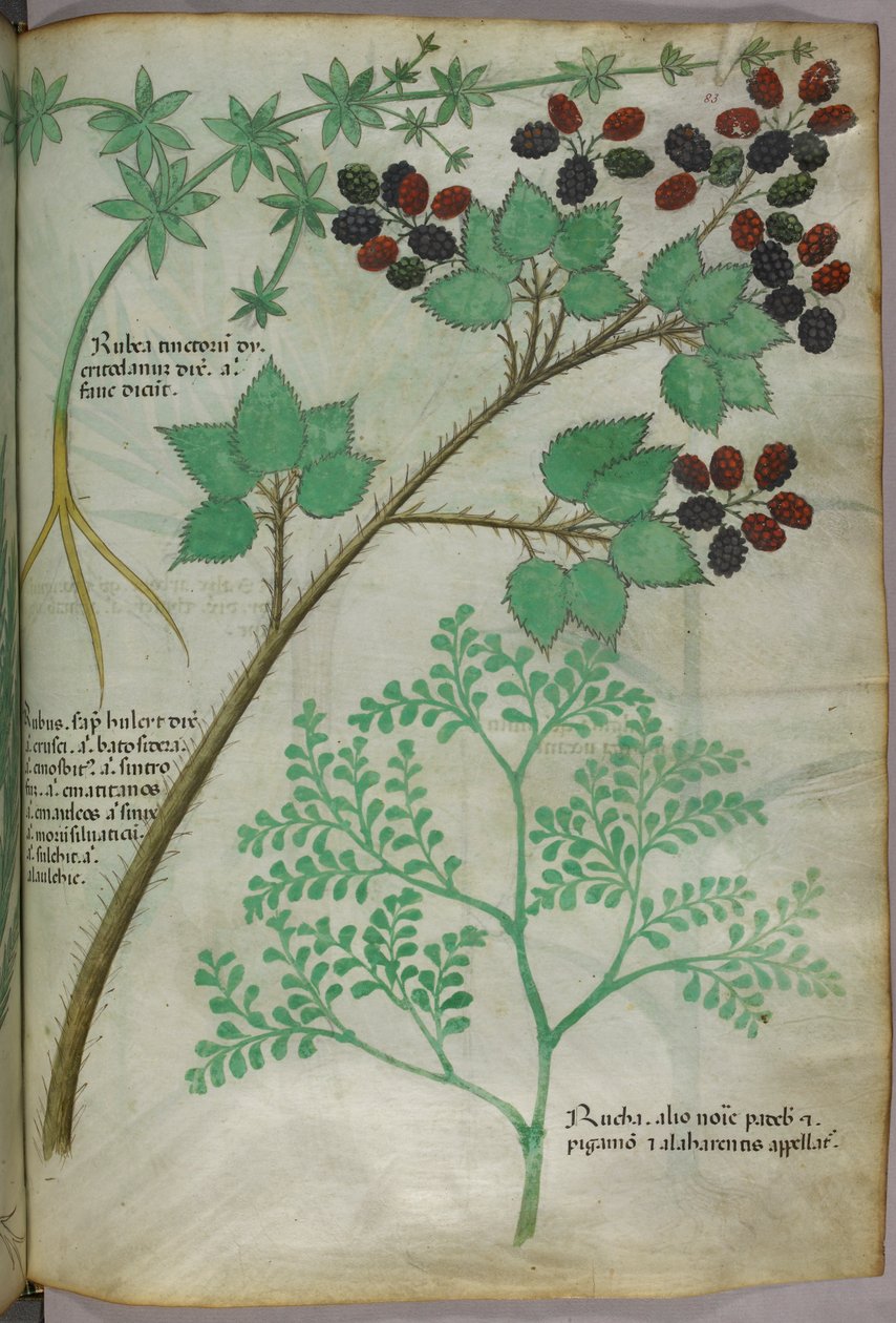 Botanische Illustrationen von Krapp [Rubea]; Brombeere [Rubus]; Raute [Ruta], um 1440 von Italian School