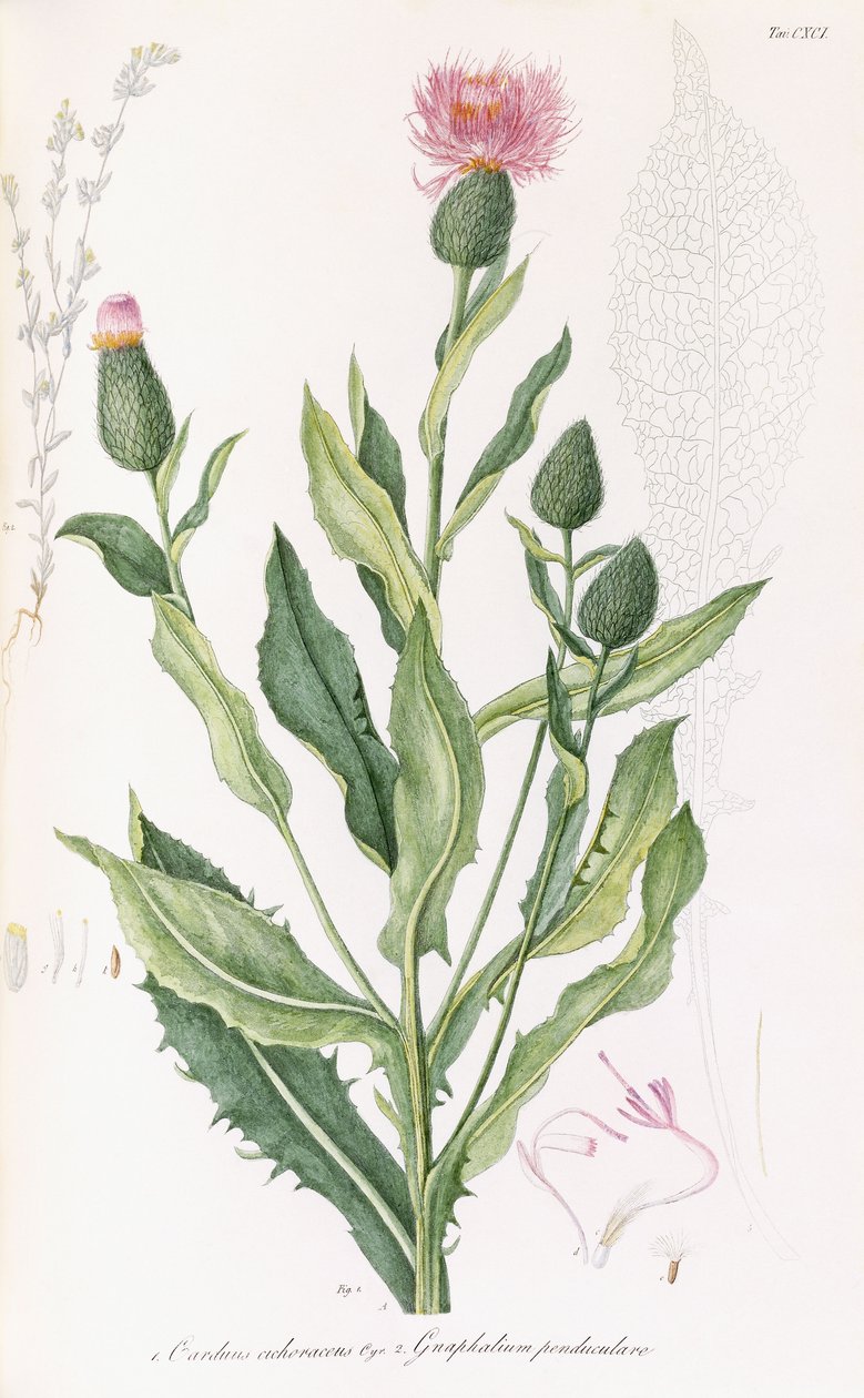 Cardus cichoraceus und Gnaphalium penduculare, 1811-1838 von Italian School