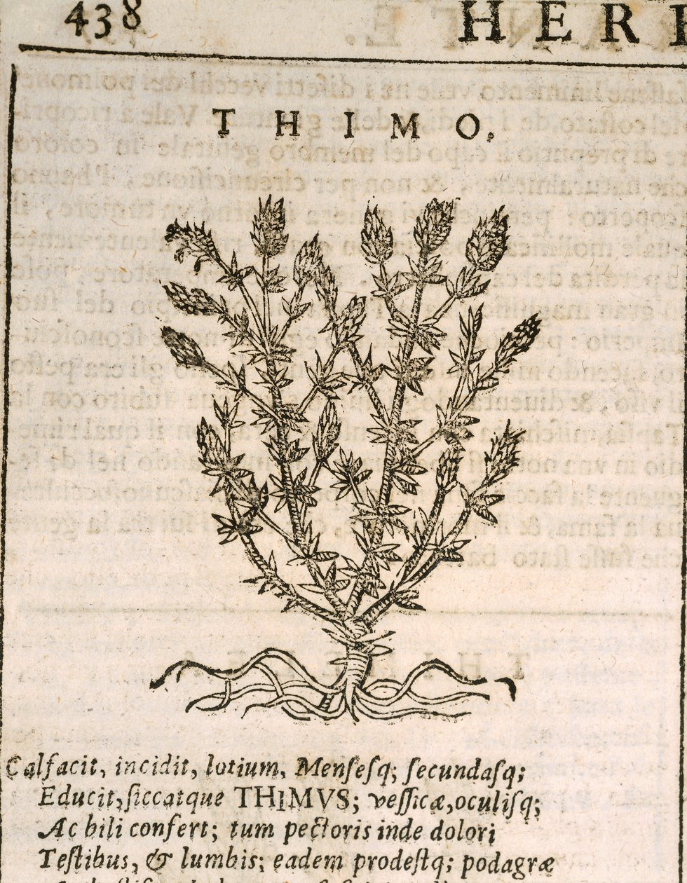 Gemeiner Thymian (Thymus vulgaris), Gravur von Castore Durante von Italian School