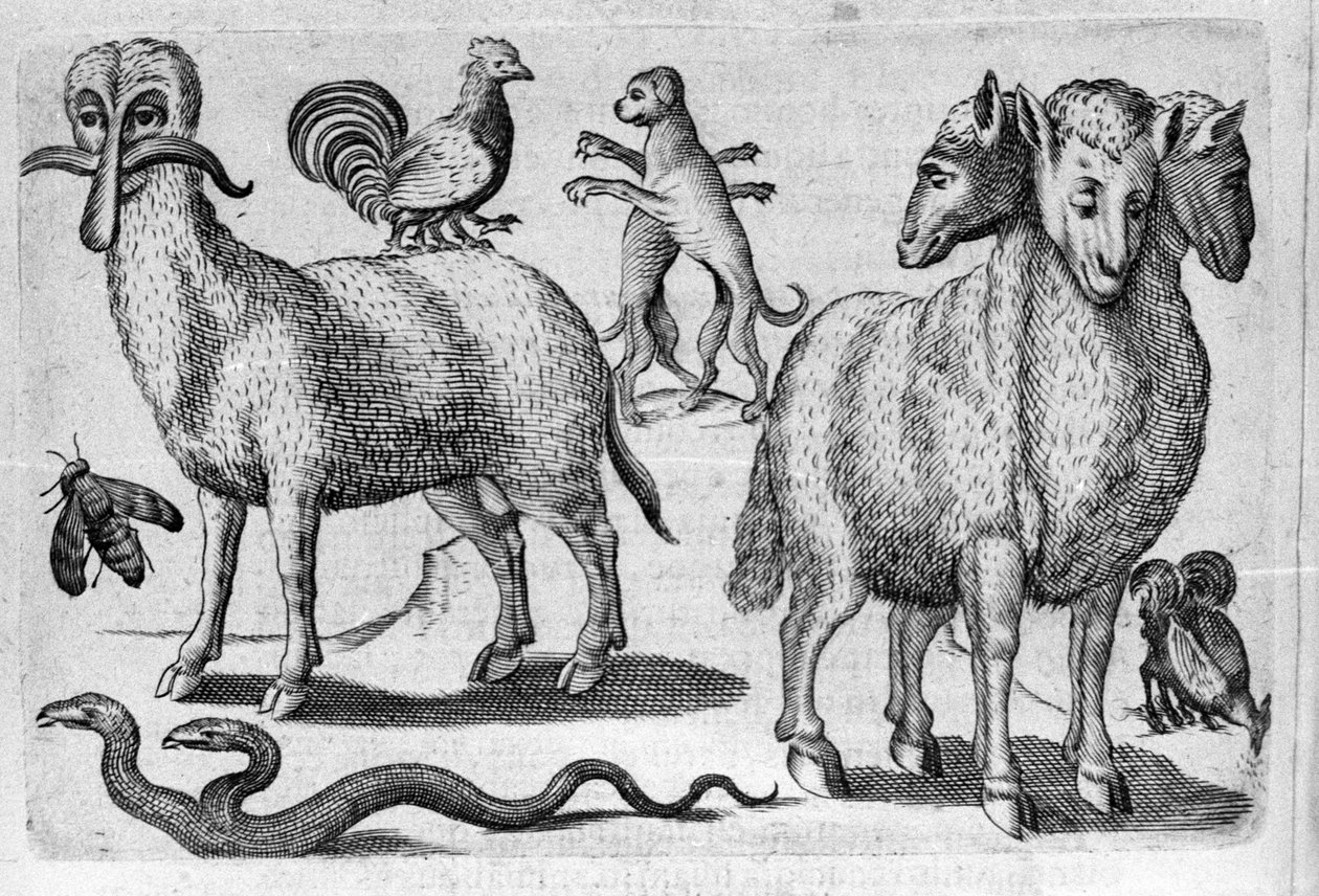 Verschiedene Arten monströser Tiere, mit mehreren Körpern oder einer abnormalen Anzahl von Gliedmaßen. Stich aus „De monstrorum natura, causis et differentiis“ von Fortunio Liceti (1577-1656), italienischer Wissenschaftler. 1646 von Italian School