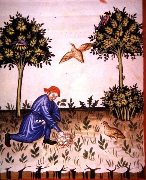 Fol.66v Sammeln von Rebhuhneiern, Illustration aus 