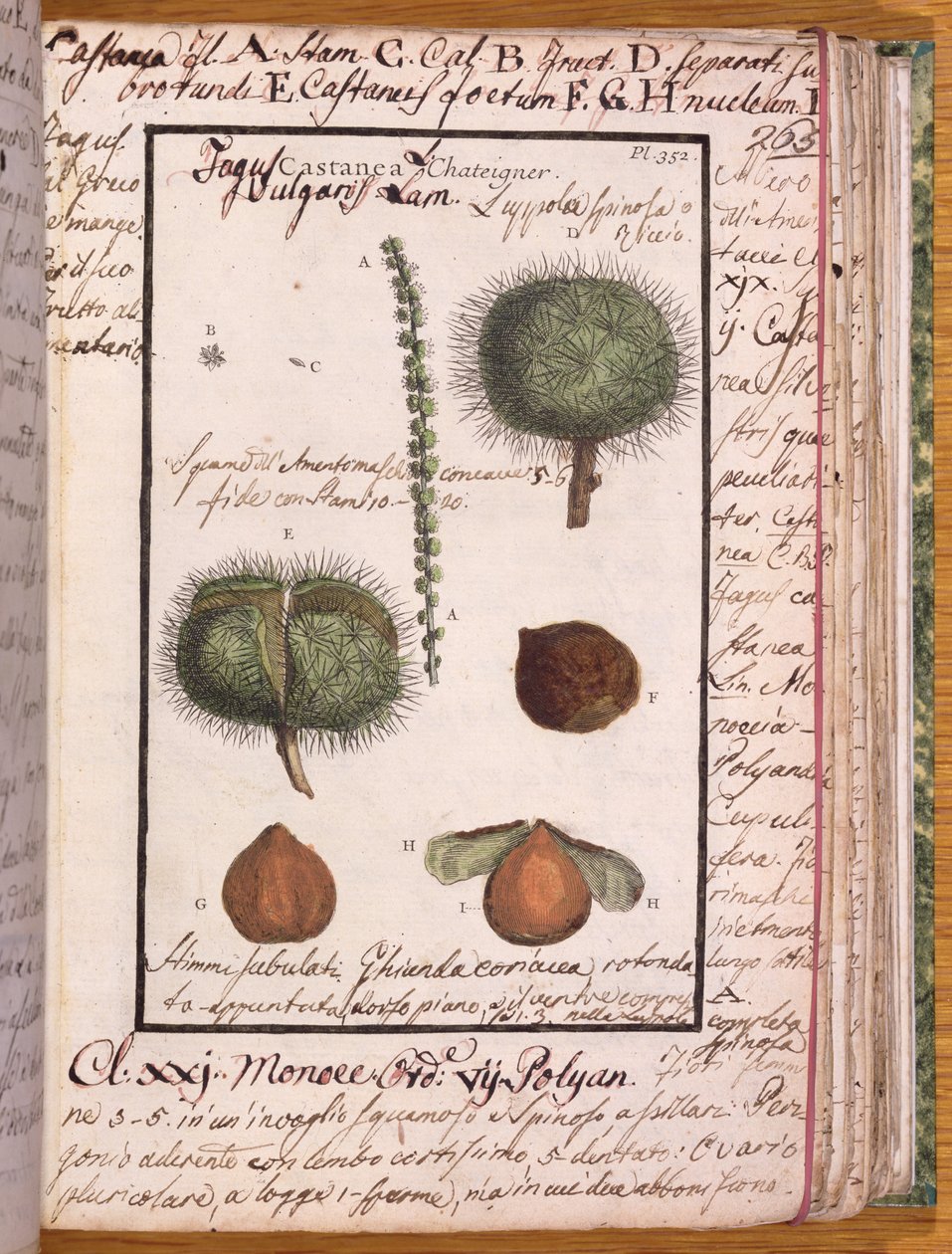 Ms 115 Kastanie, aus Dizionario di Botanica von Italian School