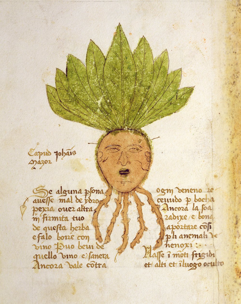 Herba Capud Johannis Mazor von Italian School