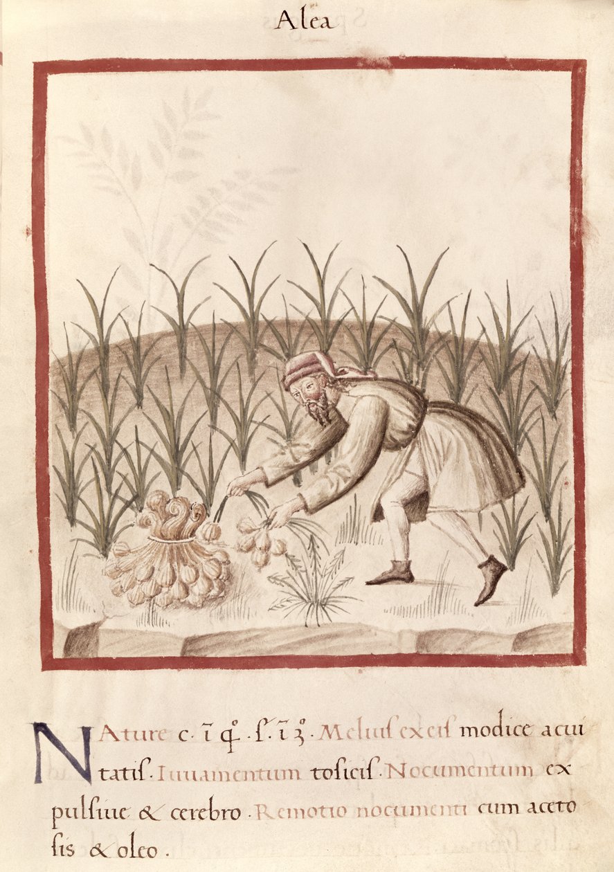 Ms 3054 fol.23 Ernte von Knoblauch, aus 