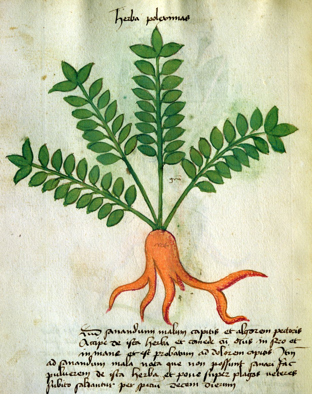 Herba Poleximas, aus 