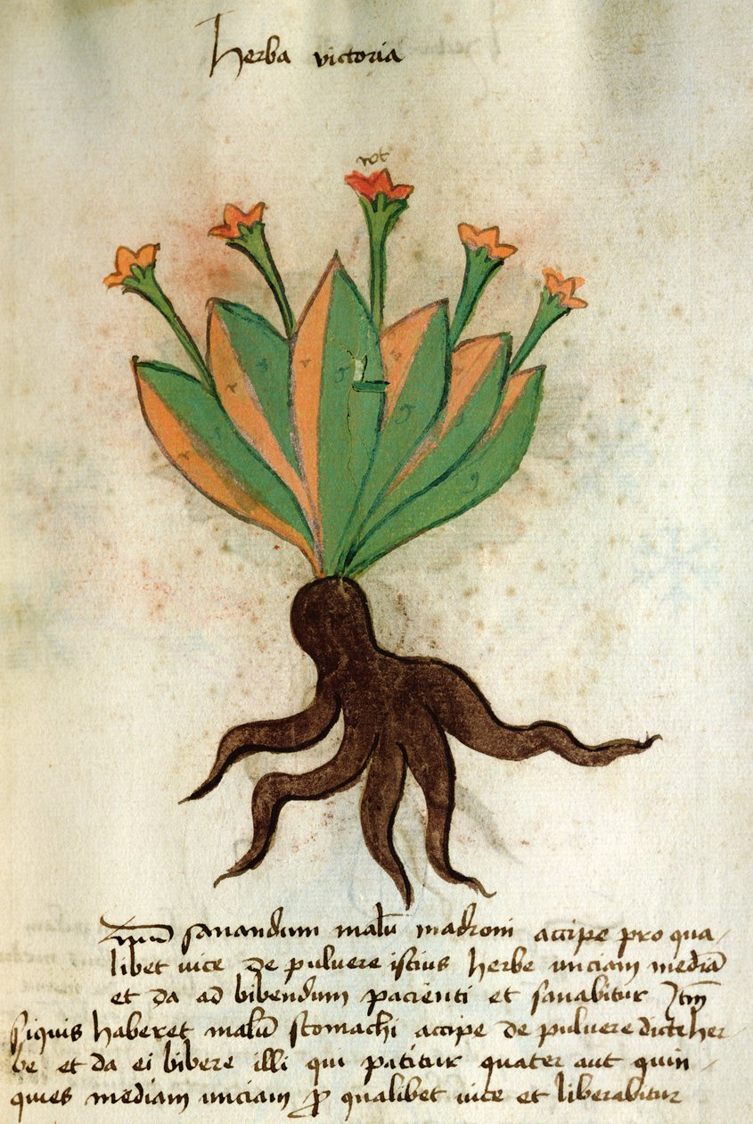 Ms 320 M Fol.34r Herba Victoria, aus 
