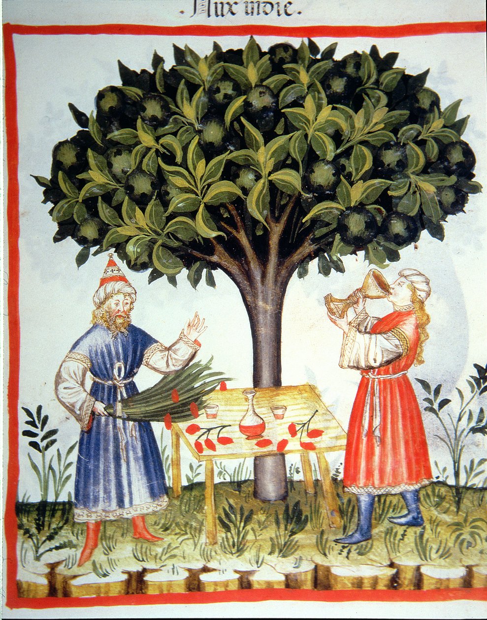 Nova 2644 fol.14r Muskatnuss sammeln, aus Tacuinum Sanitatis von Italian School