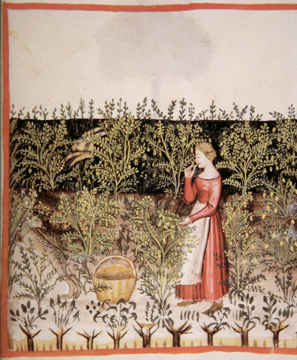 Nova 2644 fol.49 r Kichererbsen pflücken, Tacuinum Sanitatis Codex Vindobonensis von Italian School