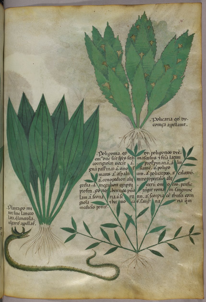 Pflanzen mit großen breiten Blättern. Eine Schlange, um 1440 von Italian School