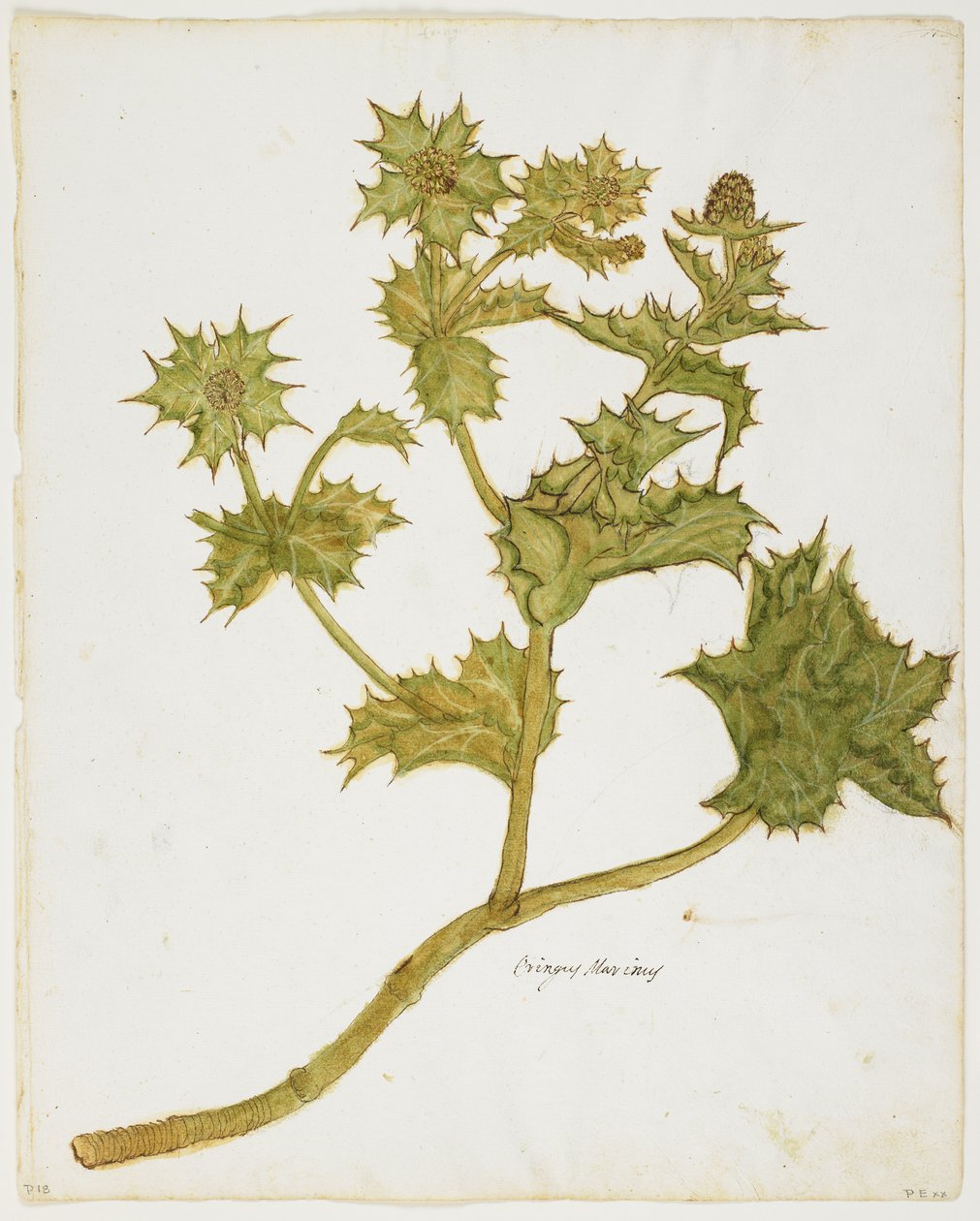 Stranddistel (Eringium Maritimum) von Italian School