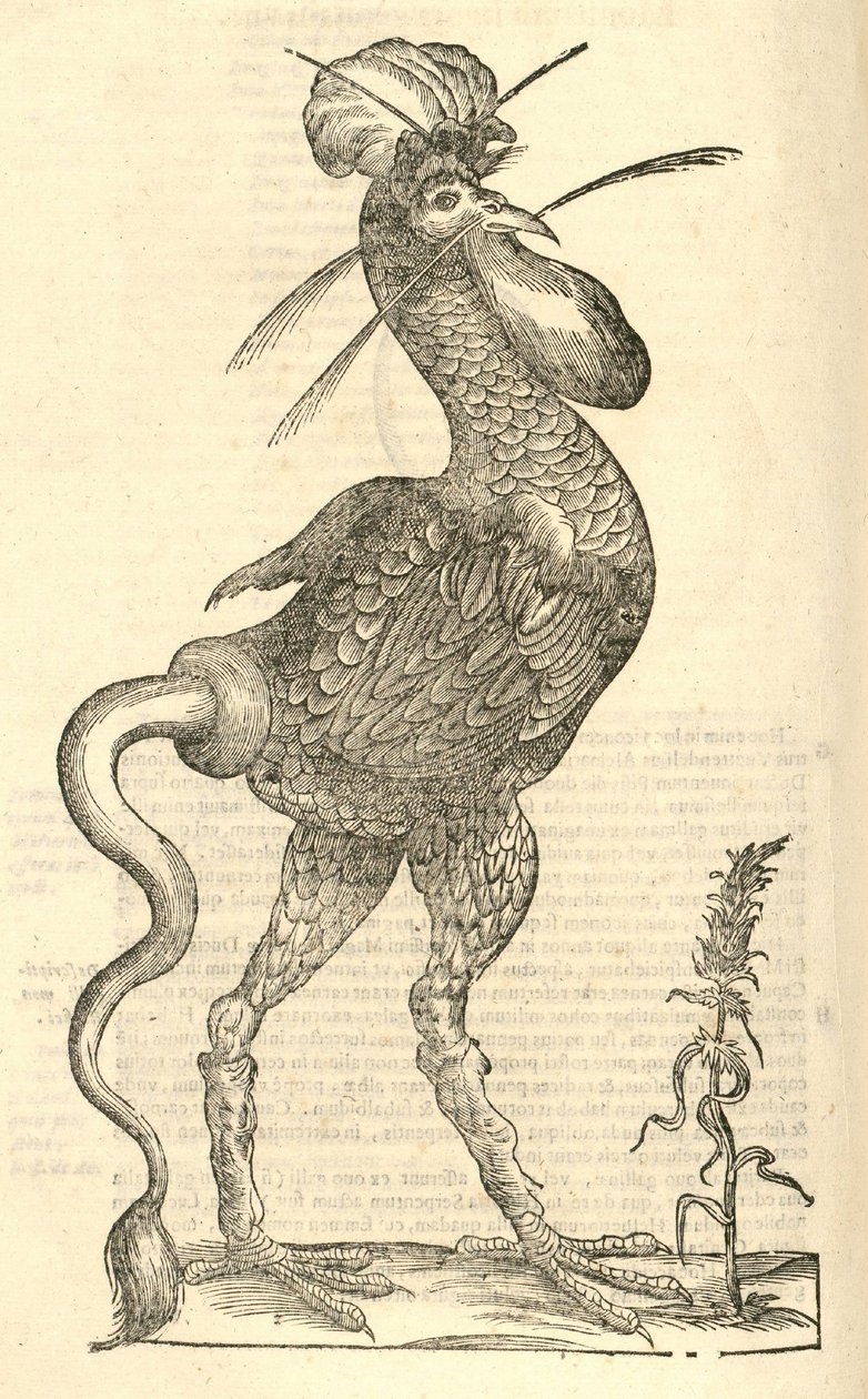 Illustration von Gallus monstrosus aus Aldrovandis Geschichte der Monster, 1642 von Italian School