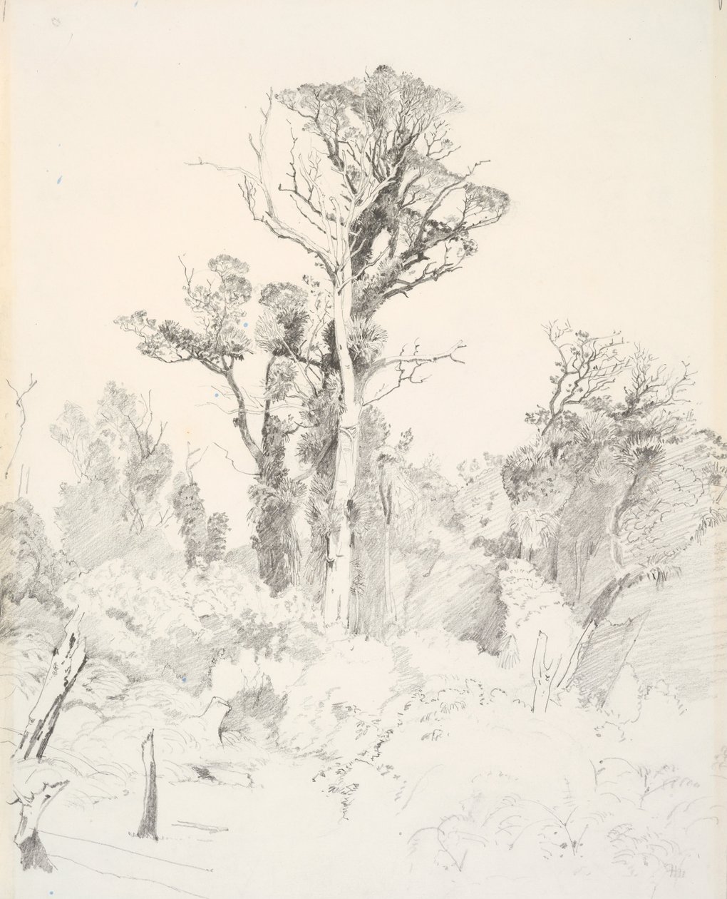 Entstammte Eingeborene, Taranaki von J. C. Richmond