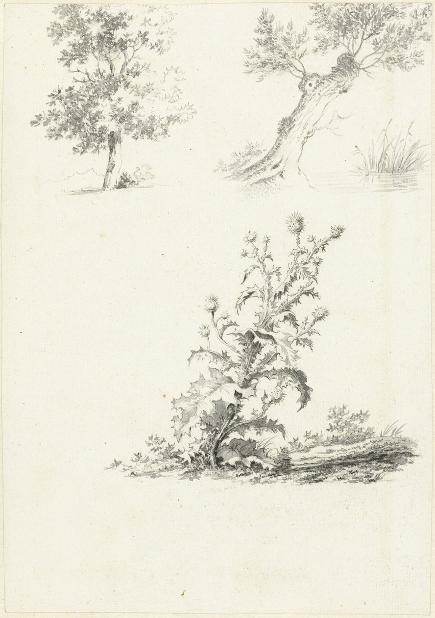 Zwei Studien eines Baumes und einer Distel von J.B. Joss (attributed to)