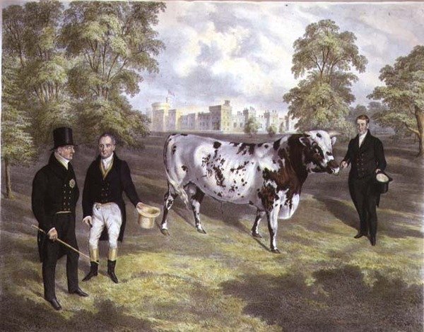 Sir Charles Morgan überreicht König Wilhelm IV. einen Shorthorn-Bullen auf Schloss Tredegar, Monmouth, graviert von M. Gauci von J.H. (after) Carter