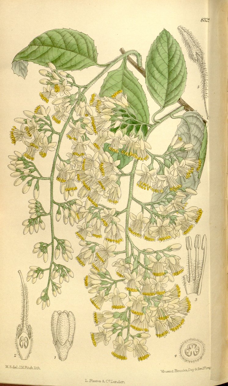 Pterostyrax hispidus, Styracaceae von J.N. Fitch