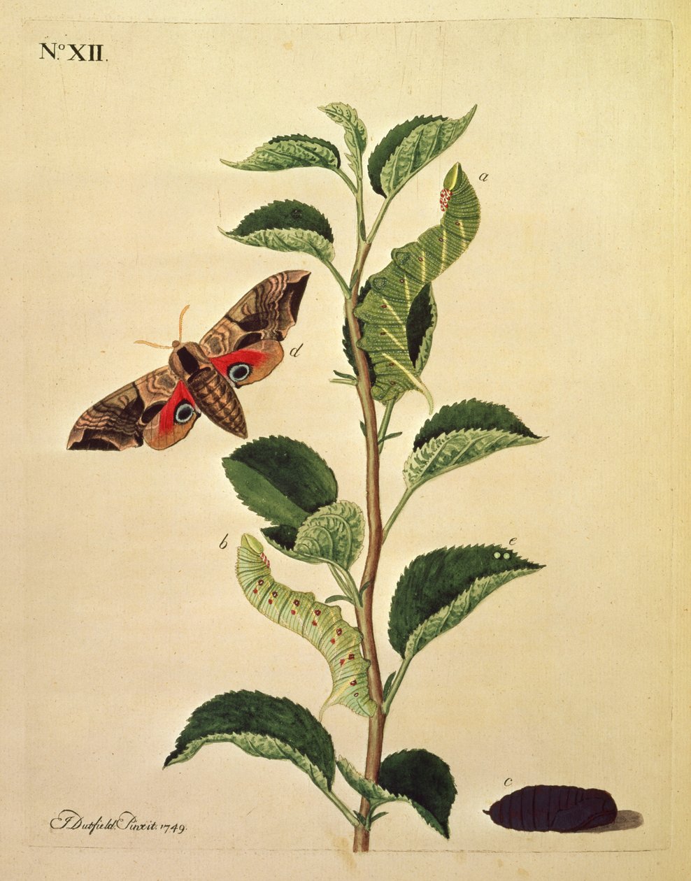 Schmetterlinge, Raupen und Pflanzen: Tafel XII von J. Dutfield von J. Dutfield