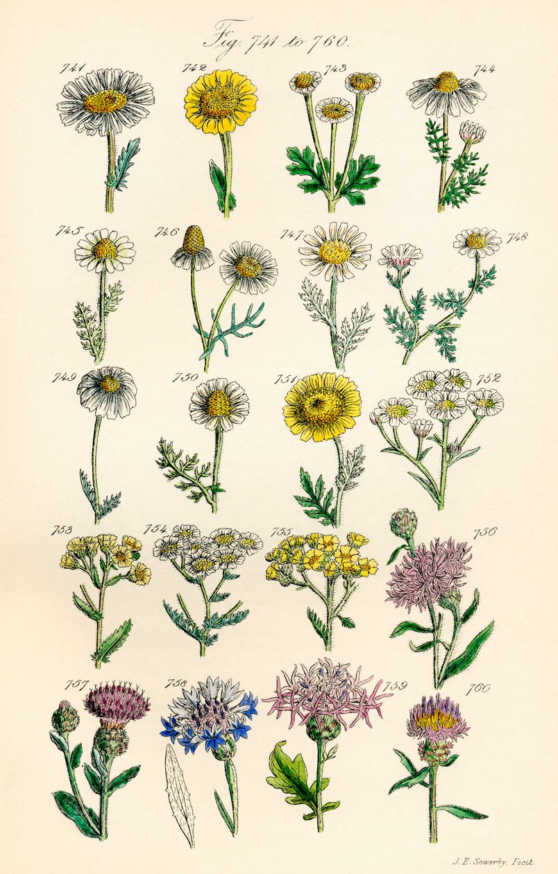 Seite mit Farbabbildungen aus British Wild Flowers nach einem Werk von J. E. Sowerby und C. P. Johnson von J. E. and Johnson C. P.  Sowerby
