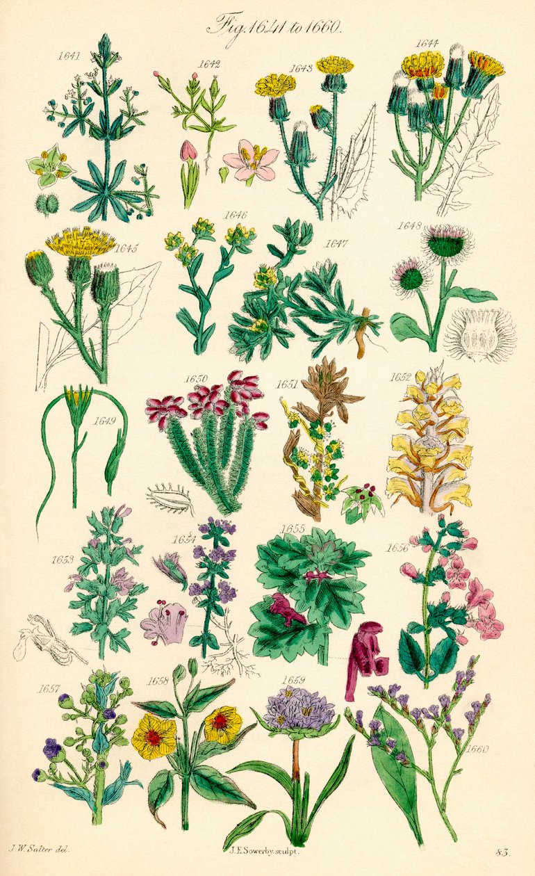 Seite mit Farbabbildungen aus British Wild Flowers nach einem Werk von J. E. Sowerby und C. P. Johnson von J. E. and Johnson C. P.  Sowerby