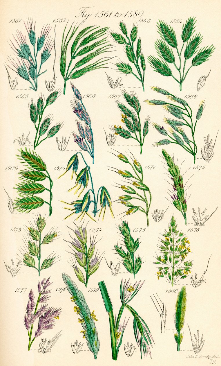 Seite mit Farbabbildungen aus British Wild Flowers nach einem Werk von J. E. Sowerby und C. P. Johnson von J. E. and Johnson C. P.  Sowerby