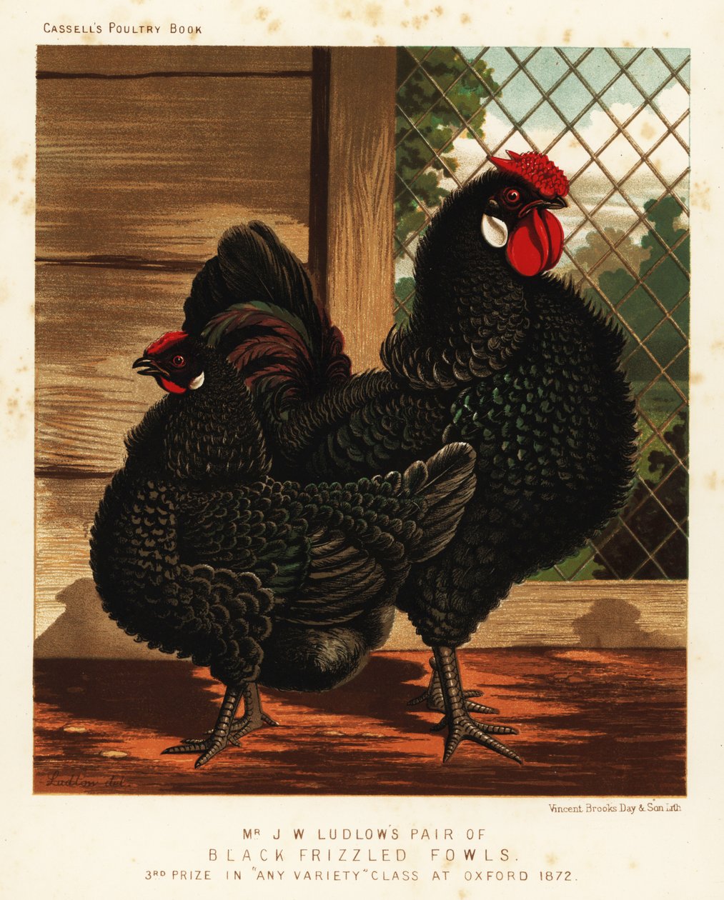 Schwarze gekräuselte Hühner, Hahn und Henne von J. W. (after) Ludlow