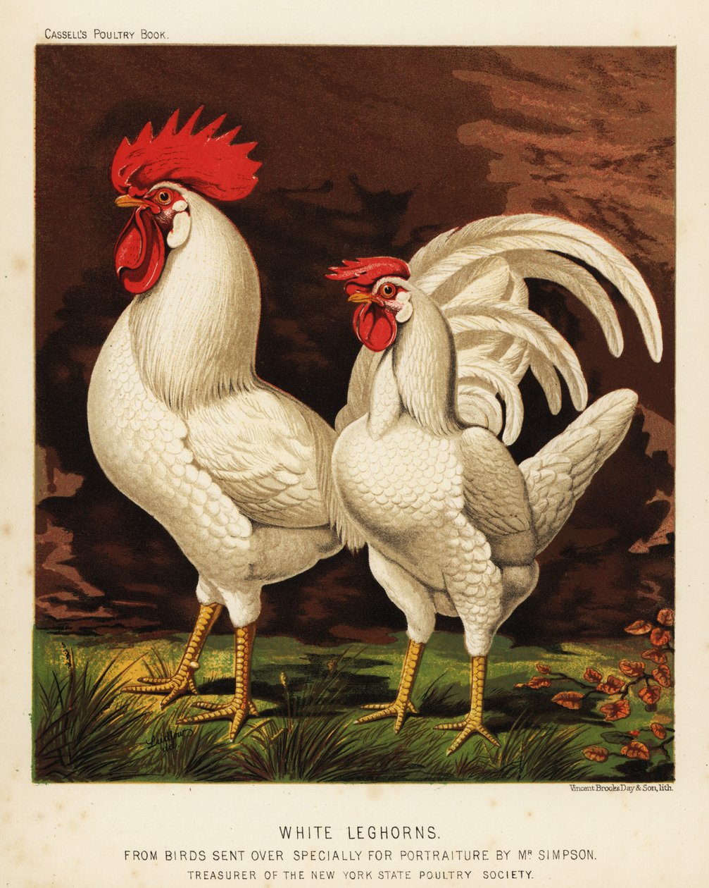 Weiße Leghorns oder Livorno Hahn und Henne von J. W. (after) Ludlow