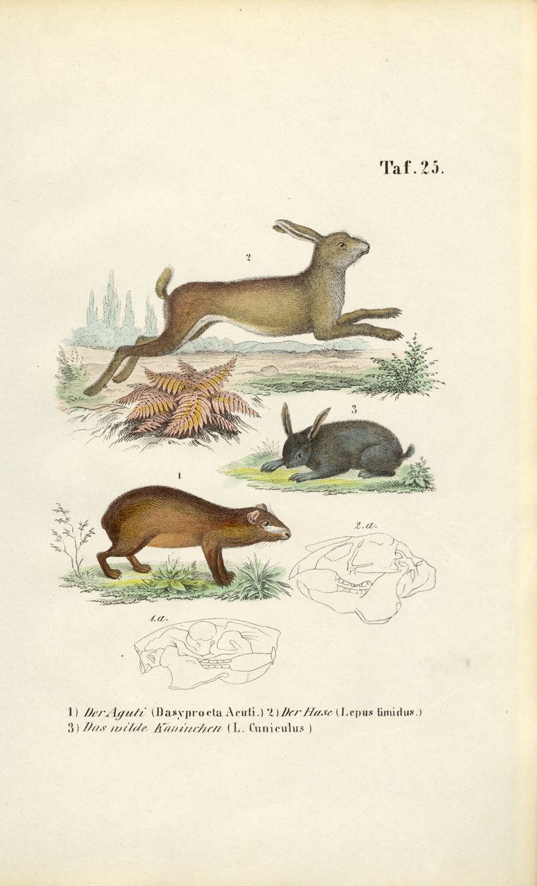 Aguti, Hase und Kaninchen von J. W. Tenhaeff