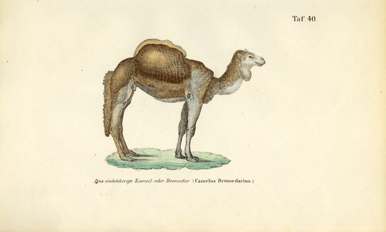 Arabisches Kamel oder Dromedar von J. W. Tenhaeff
