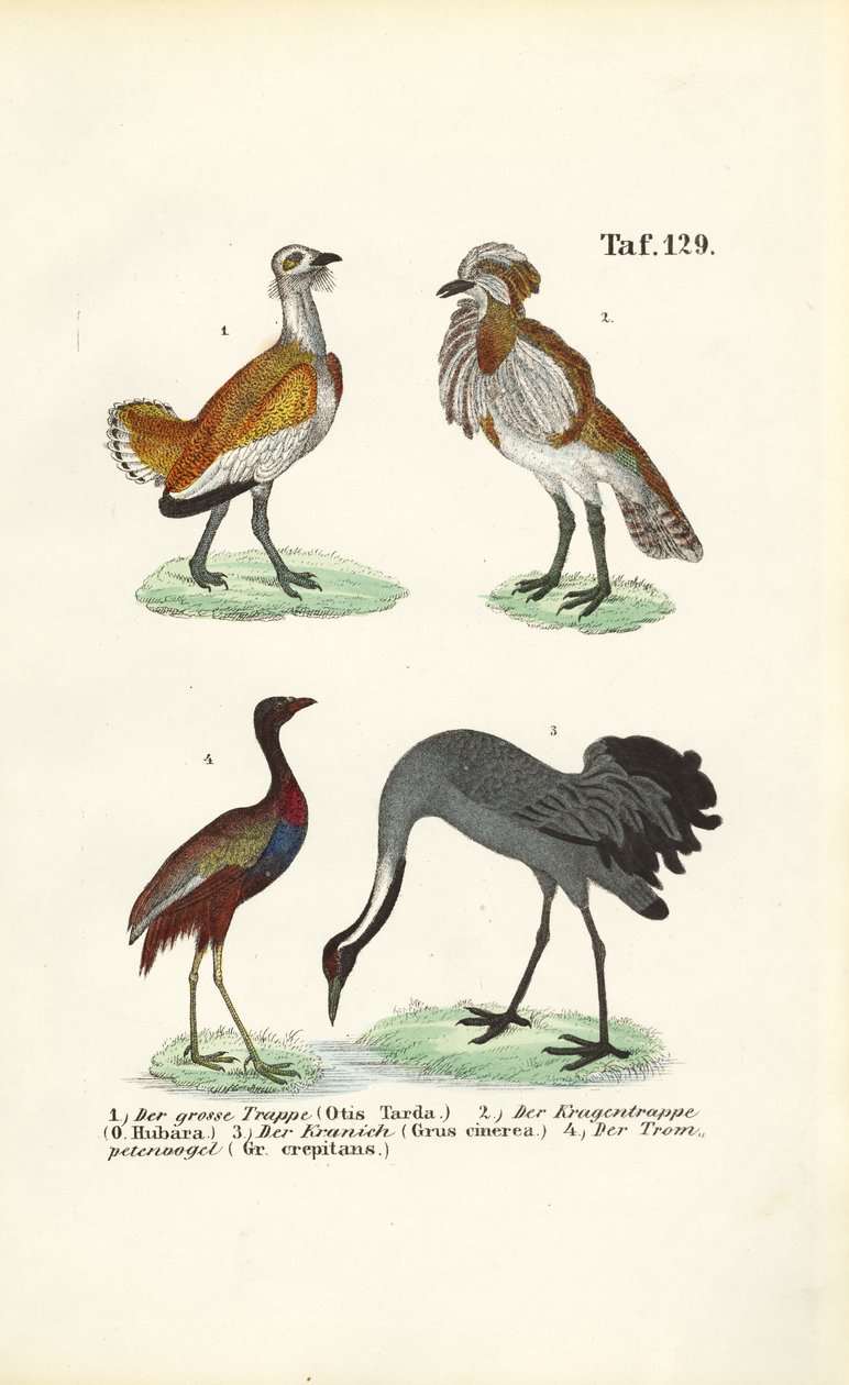 Trappen und Kraniche von J. W. Tenhaeff