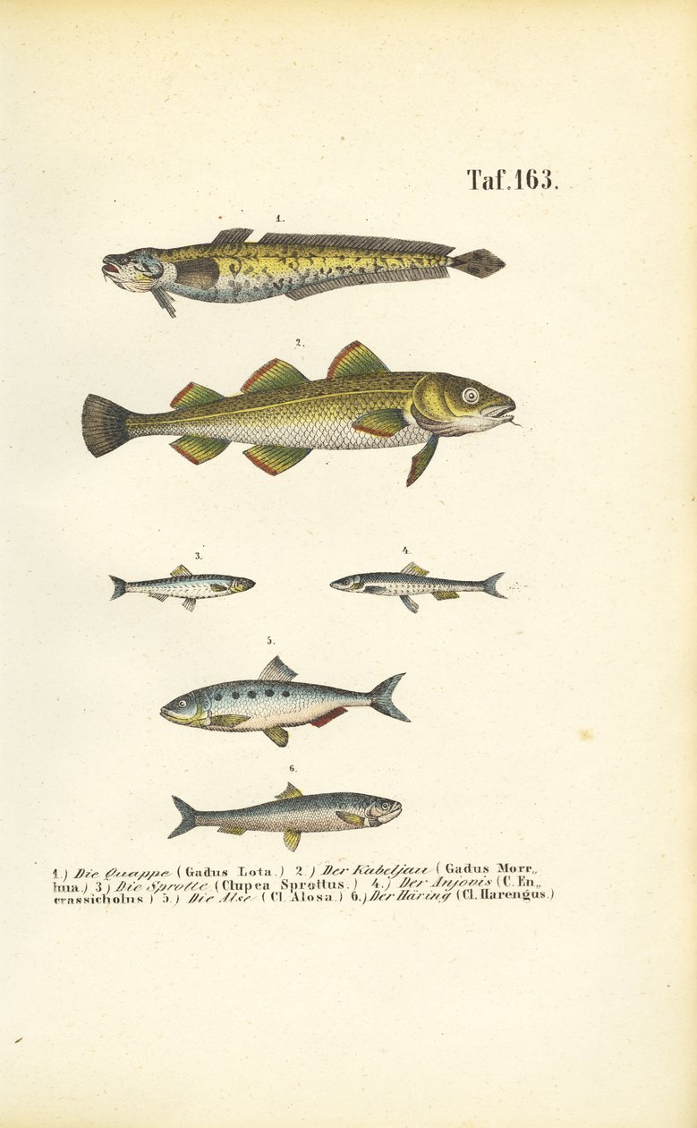 Wirtschaftsfische aus der Kabeljau- und Heringsfamilie von J. W. Tenhaeff