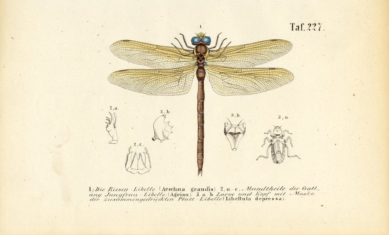 Libellen mit ihren Mundwerkzeugen und Larven von J. W. Tenhaeff