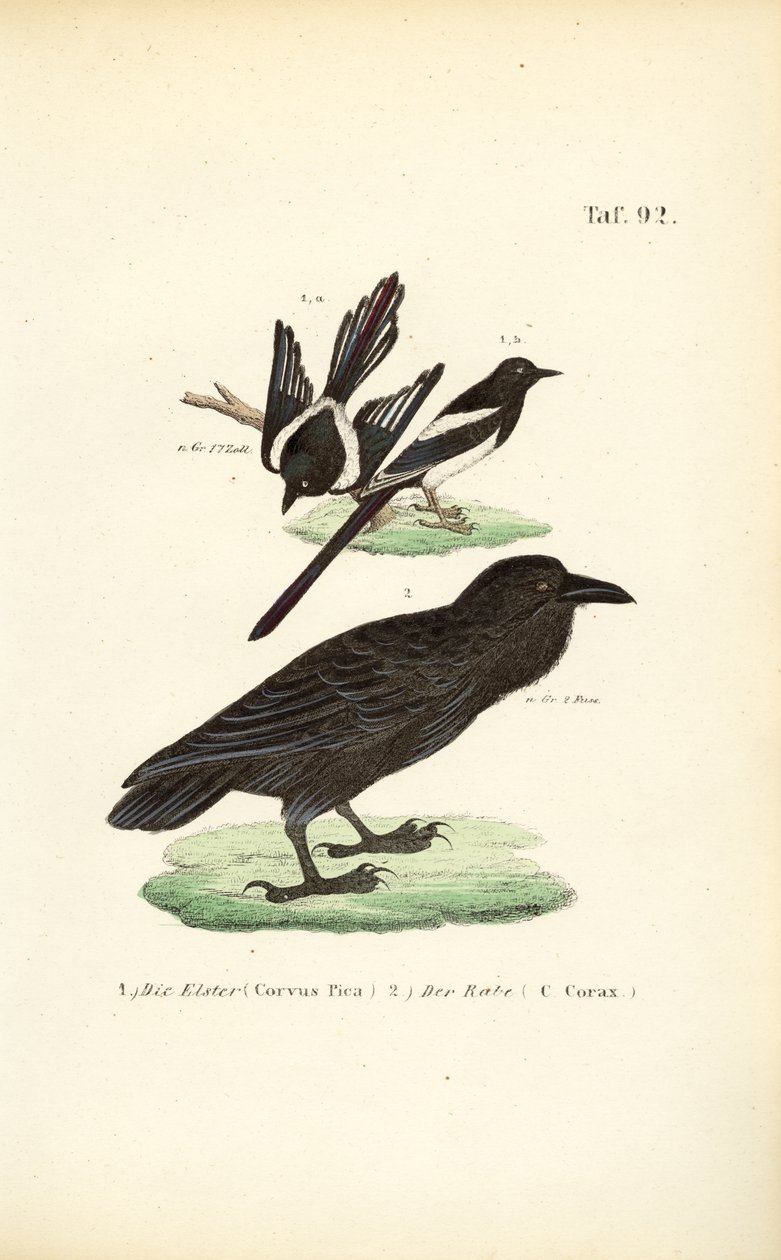 Elster und Kolkrabe von J. W. Tenhaeff