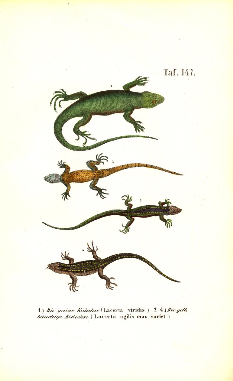 Europäische Eidechsenarten von J. W. Tenhaeff