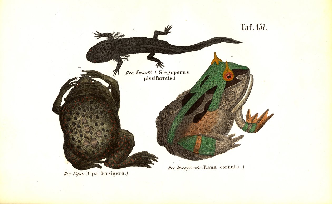 Exotische Amphibien mit markanten Merkmalen von J. W. Tenhaeff