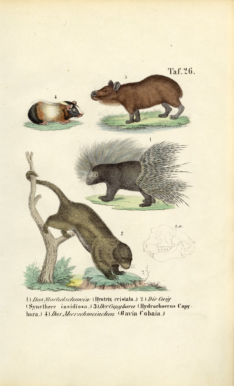 Exotische Nagetiere von J. W. Tenhaeff