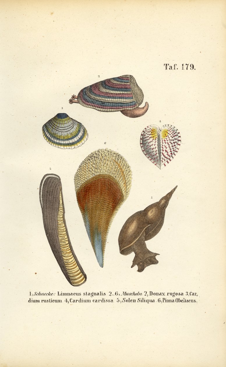 Süßwasserschnecken und Meeresmuscheln von J. W. Tenhaeff