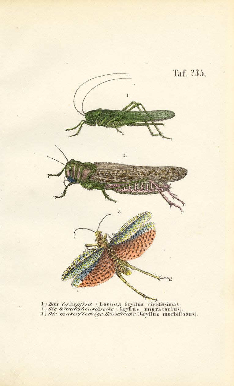 Großes Grünes Heupferd, Wanderheuschrecke und Rotflügelige Heuschrecke von J. W. Tenhaeff