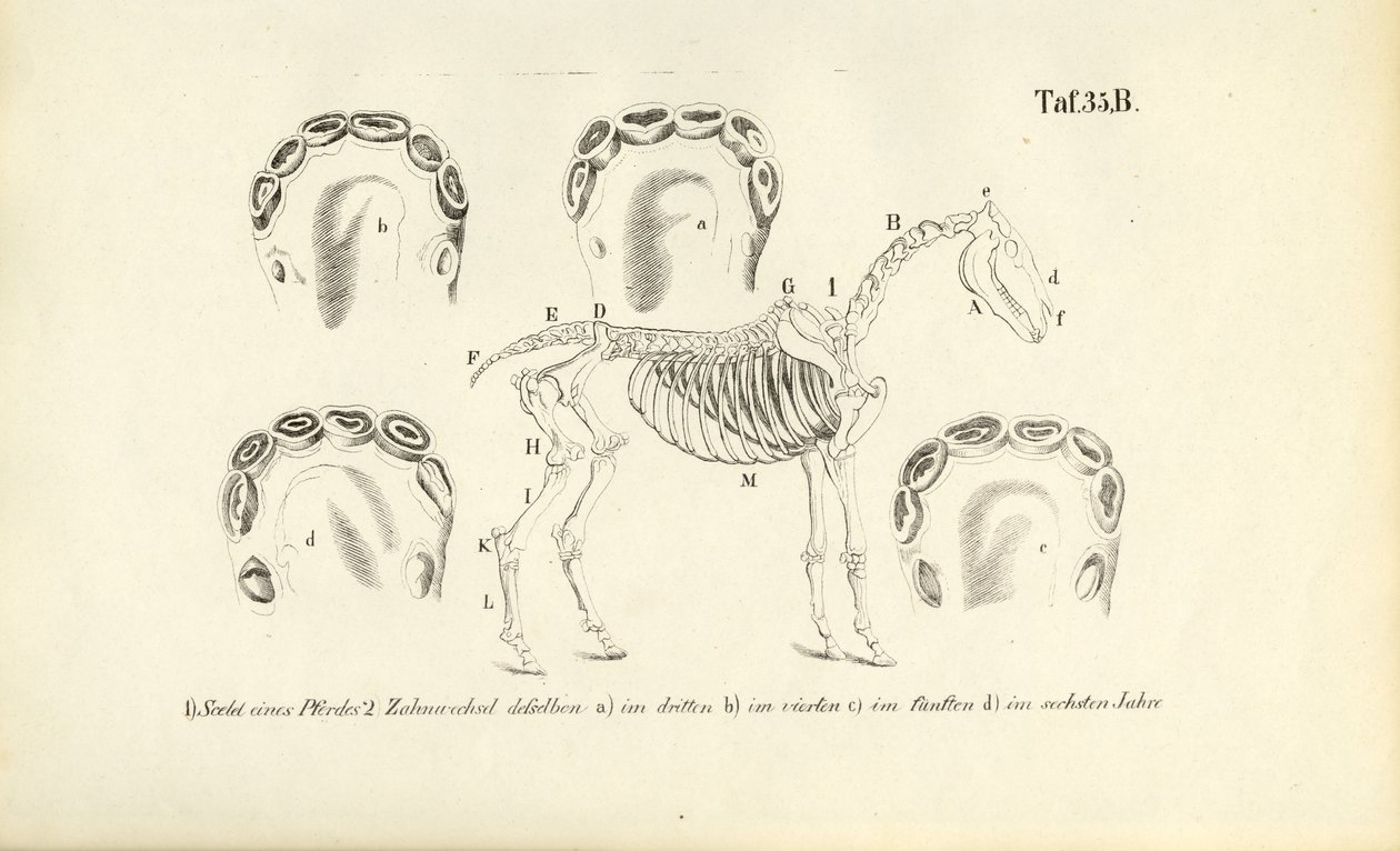 Pferdeanatomie: Skelett und Zahnentwicklung von J. W. Tenhaeff