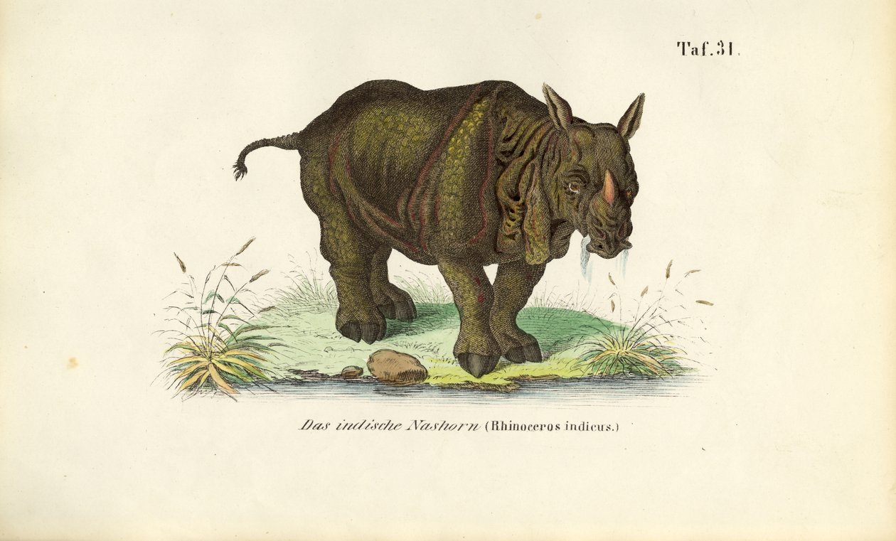 Indisches Nashorn von J. W. Tenhaeff
