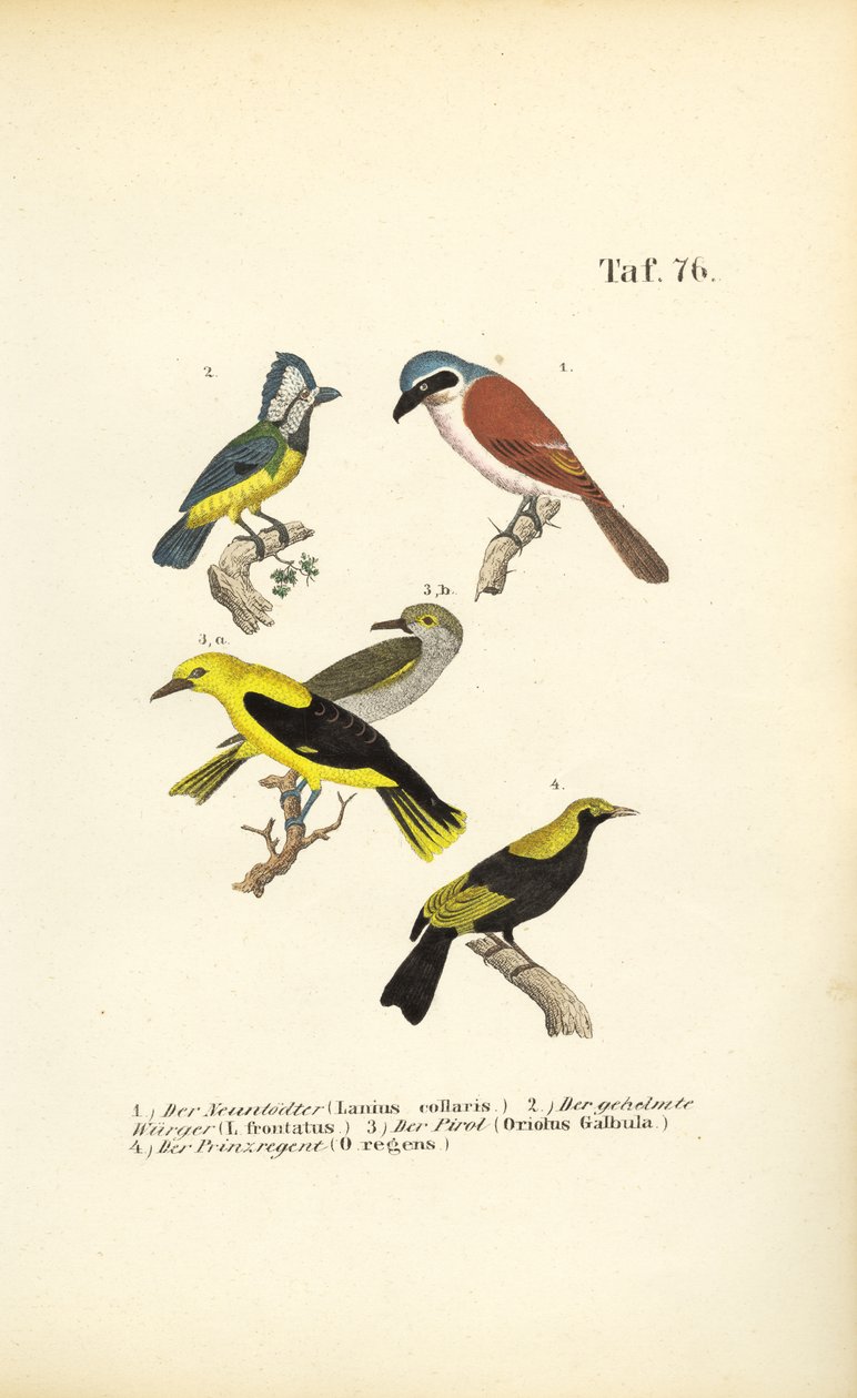 Neuntöter, Maskenneuntöter, Pirol und Regentvogel von J. W. Tenhaeff