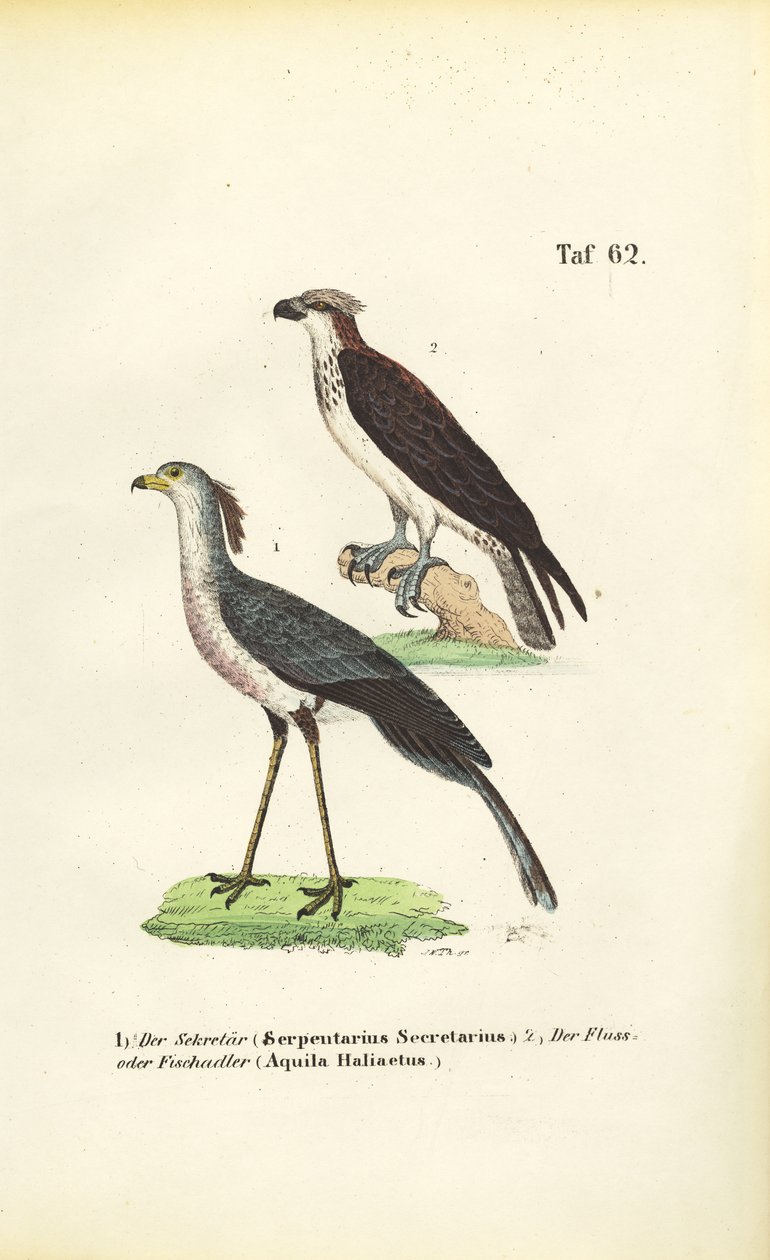 Sekretärvogel und Fischadler von J. W. Tenhaeff