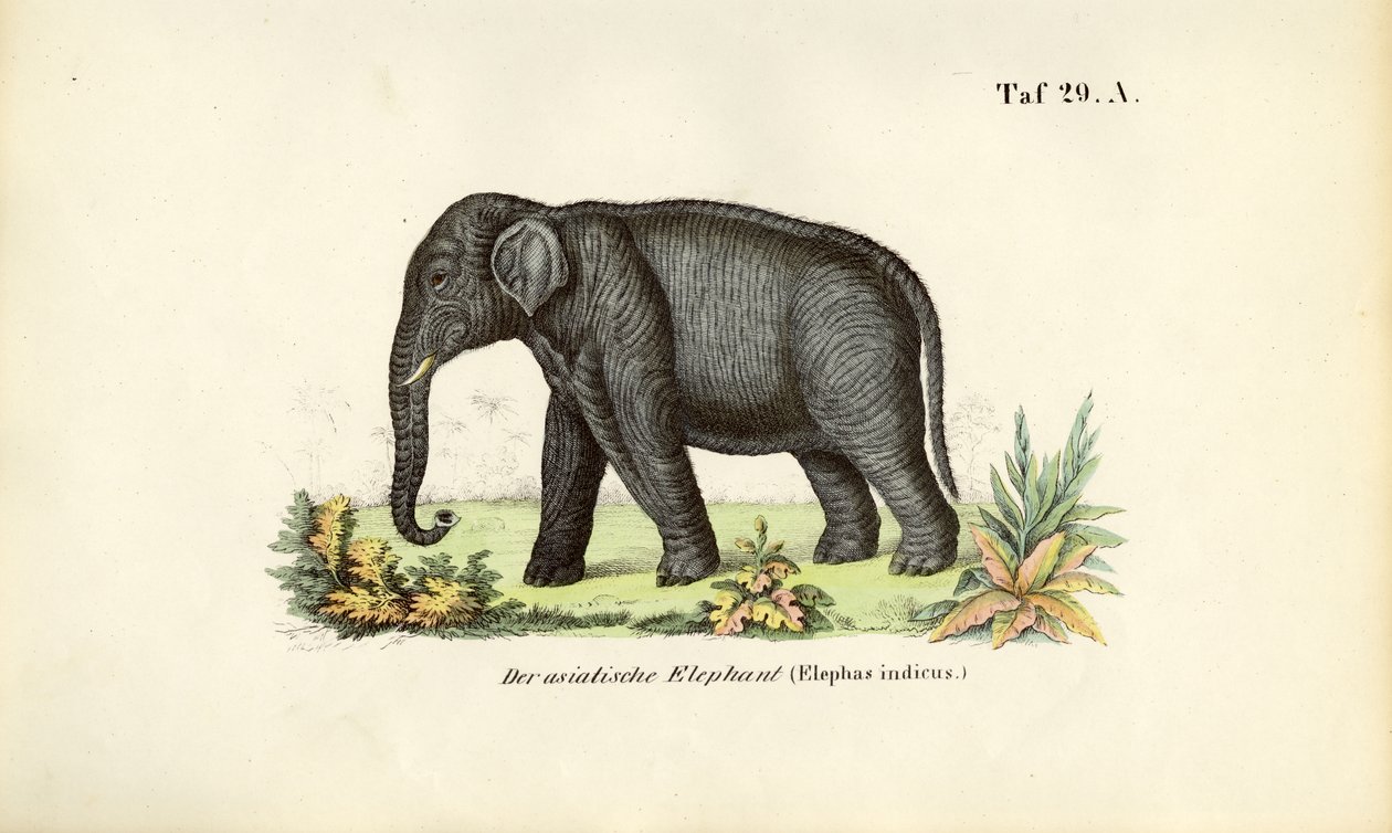 Der Asiatische Elefant von J. W. Tenhaeff