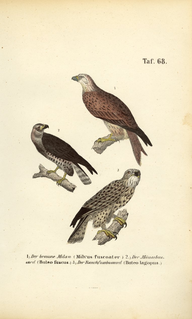 Drei europäische Greifvögel von J. W. Tenhaeff