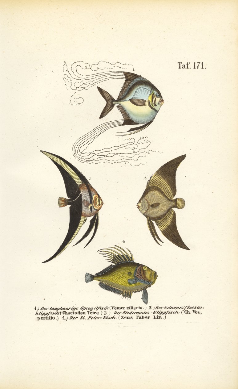 Tropische Zierfische von J. W. Tenhaeff