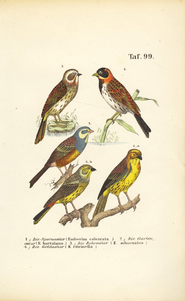 Verschiedene Ammernarten von J. W. Tenhaeff