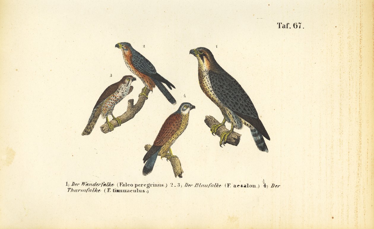 Verschiedene Falkenarten von J. W. Tenhaeff