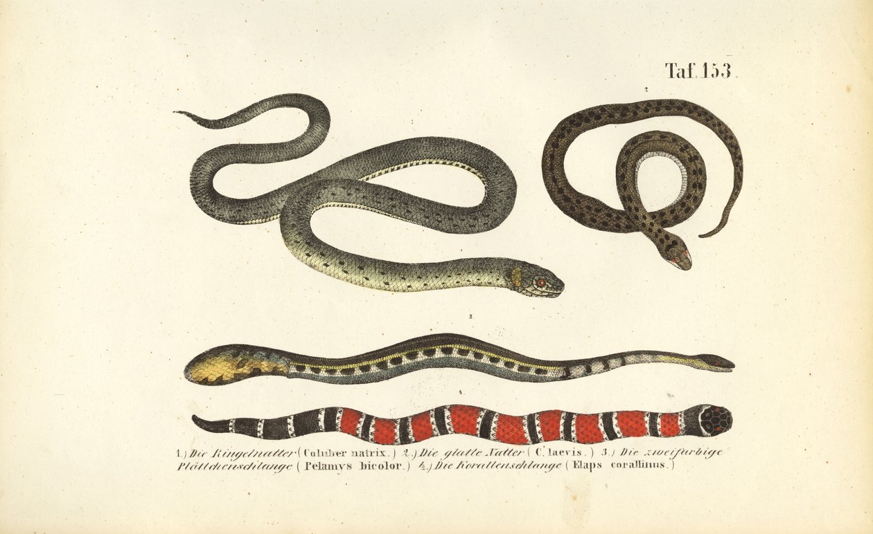 Verschiedene Schlangen und die Korallenschlange von J. W. Tenhaeff