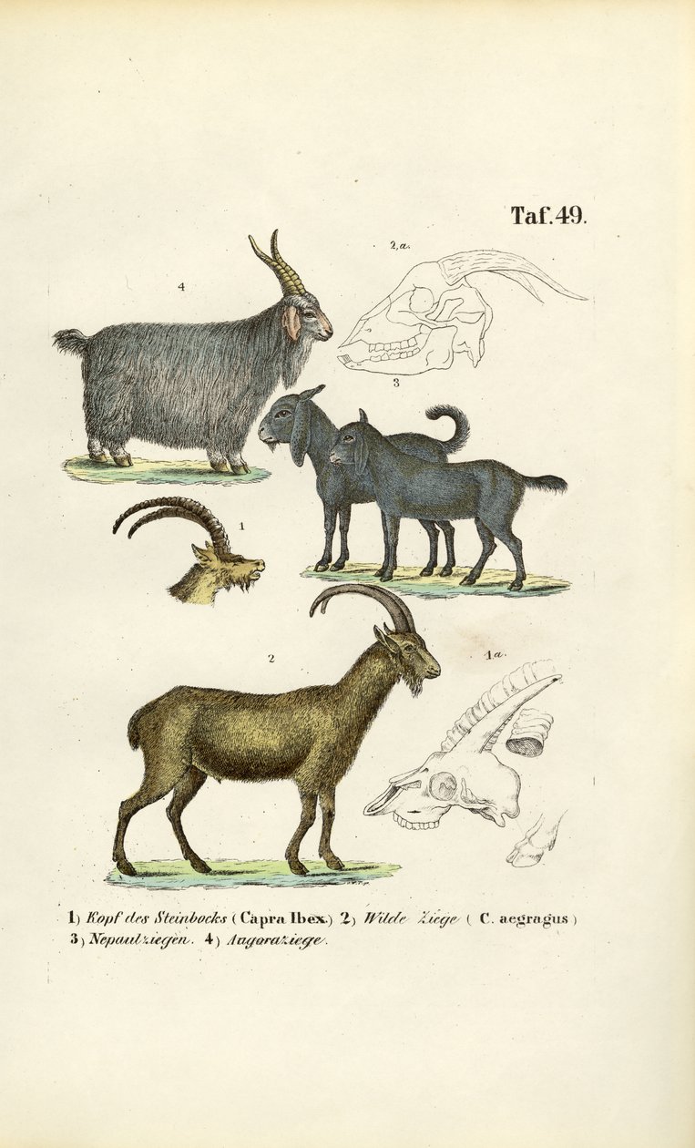 Wildziegen und Ziegenarten mit anatomischen Details von J. W. Tenhaeff